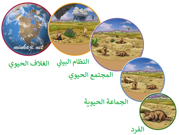 مستويات التنظيم البيئي مستويات التنظيم البيئي